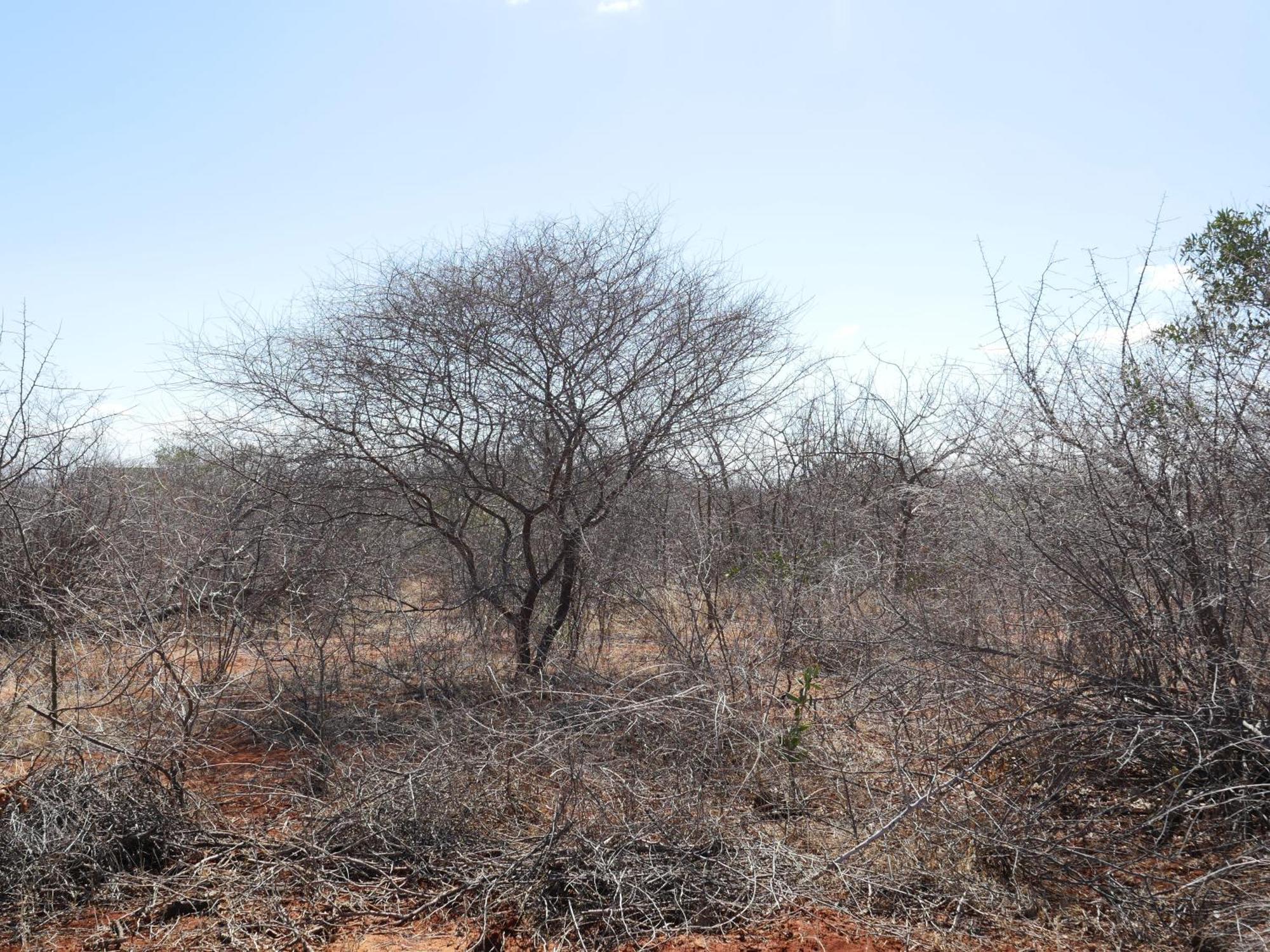 Tausa Tsavo Eco Lodge Voi Eksteriør bilde