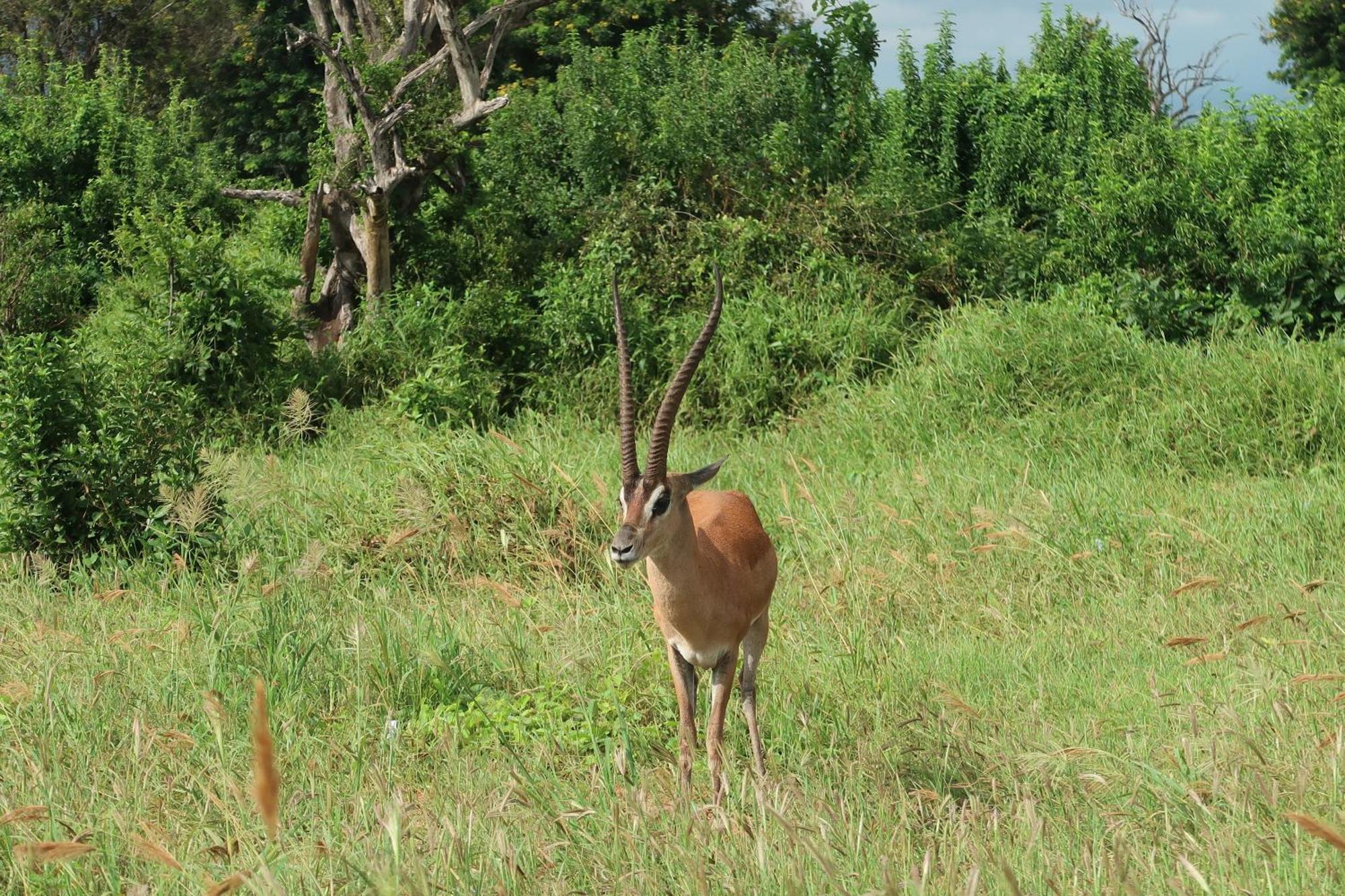 Tausa Tsavo Eco Lodge Voi Eksteriør bilde