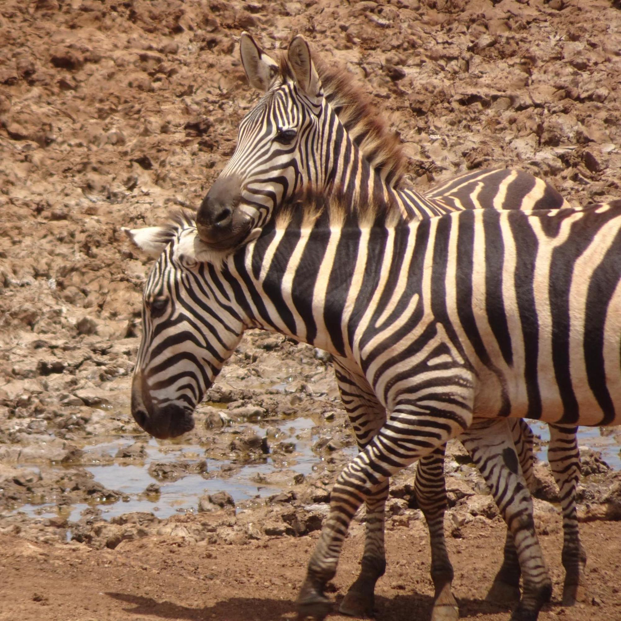Tausa Tsavo Eco Lodge Voi Eksteriør bilde