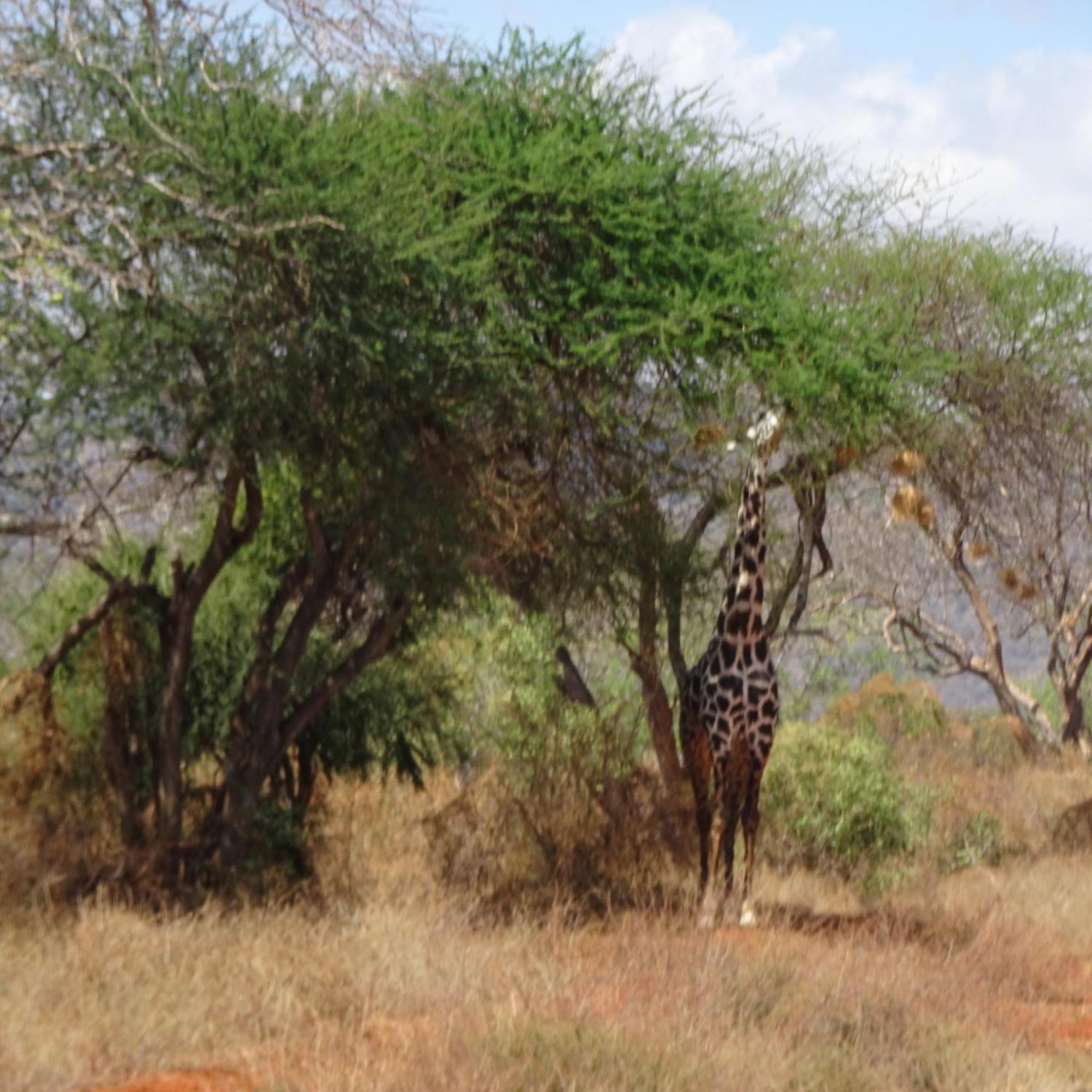 Tausa Tsavo Eco Lodge Voi Eksteriør bilde