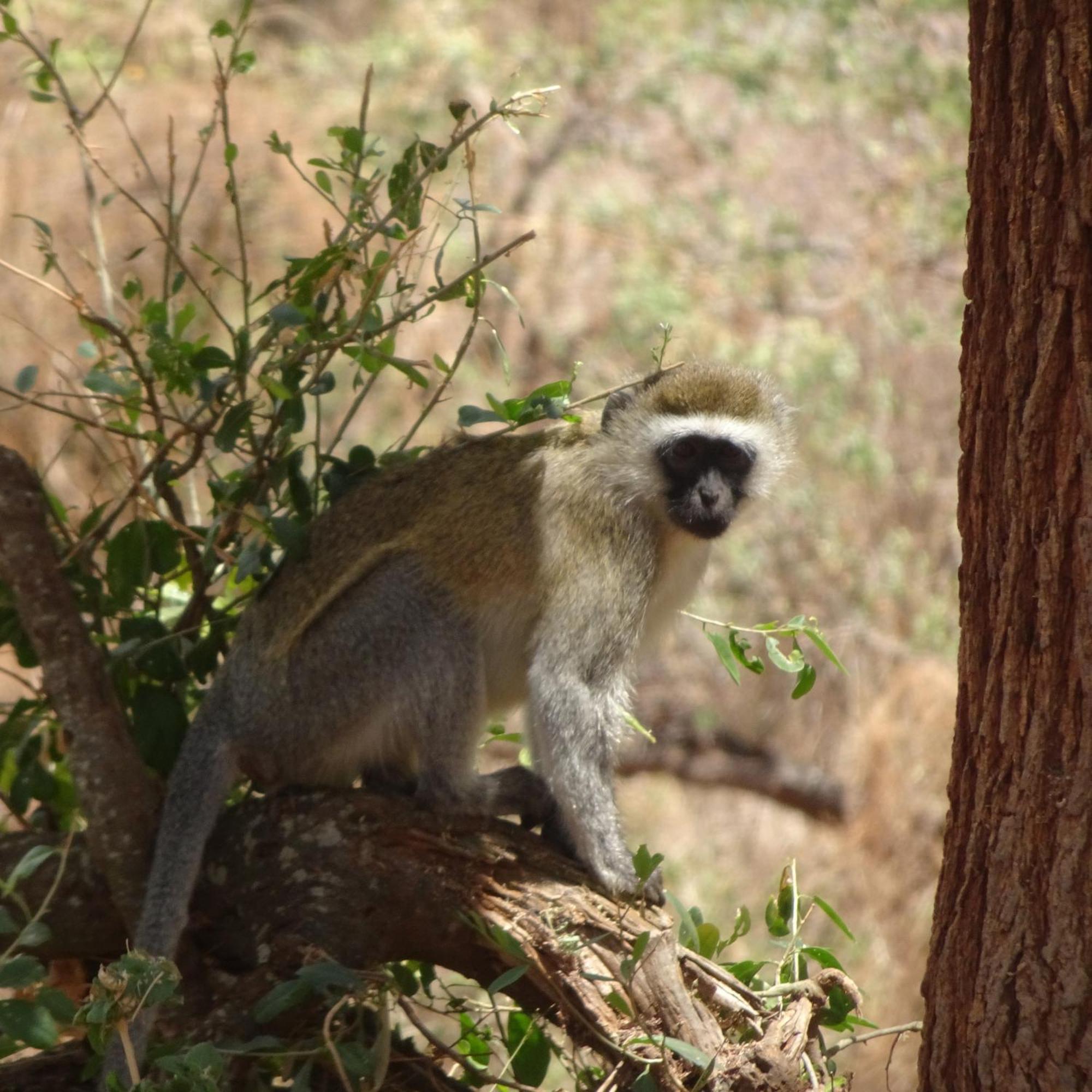 Tausa Tsavo Eco Lodge Voi Eksteriør bilde