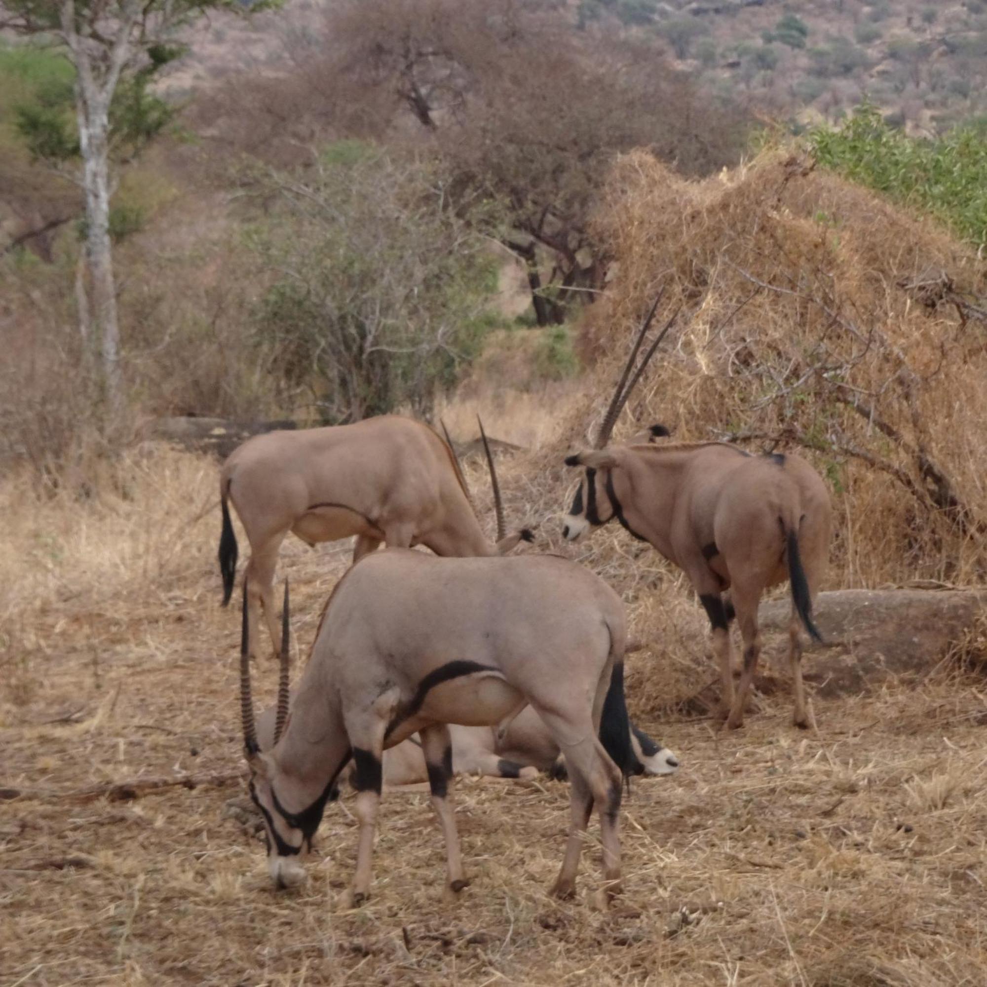 Tausa Tsavo Eco Lodge Voi Eksteriør bilde